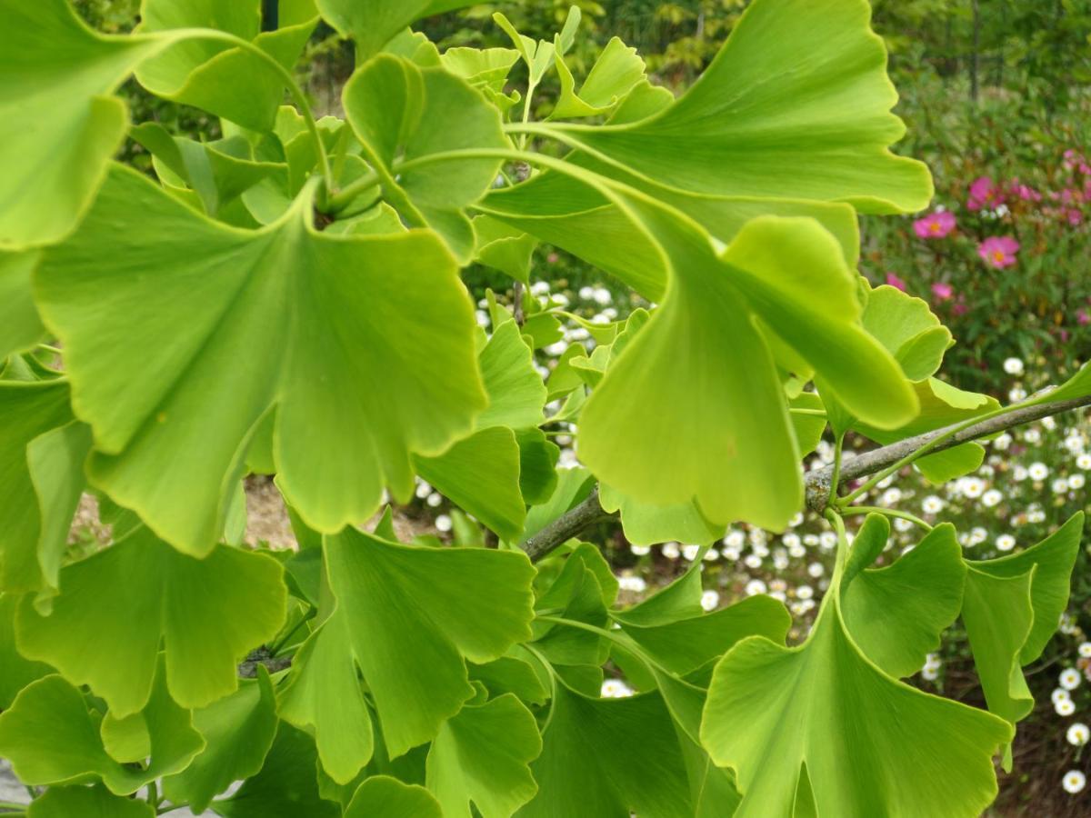 Вілла Twin Ginkgo Живерні Екстер'єр фото
